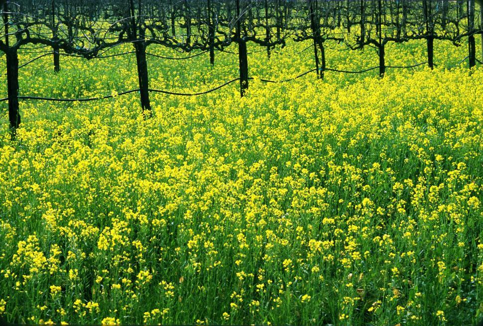 Free Image of Field of Yellow Flowers Next to Trees 
