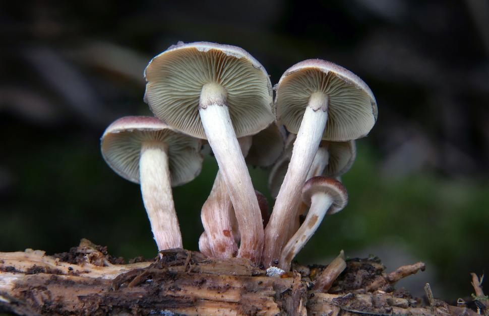 Free Image of Close-up of wild mushrooms in natural habitat 