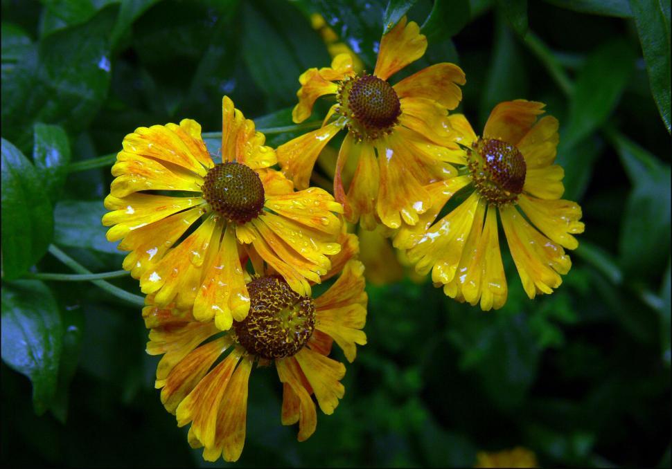 Free Image of Vibrant yellow flowers with water droplets 