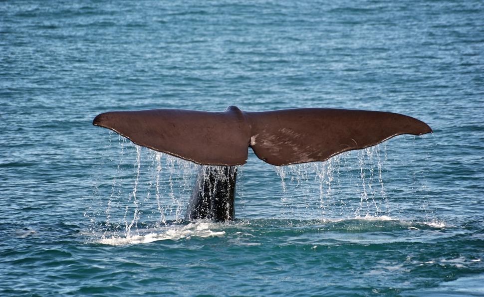 Free Image of Whale tail splashing in blue ocean water 