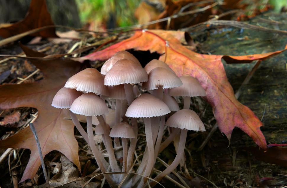 Free Image of Cluster of wild mushrooms in forest 