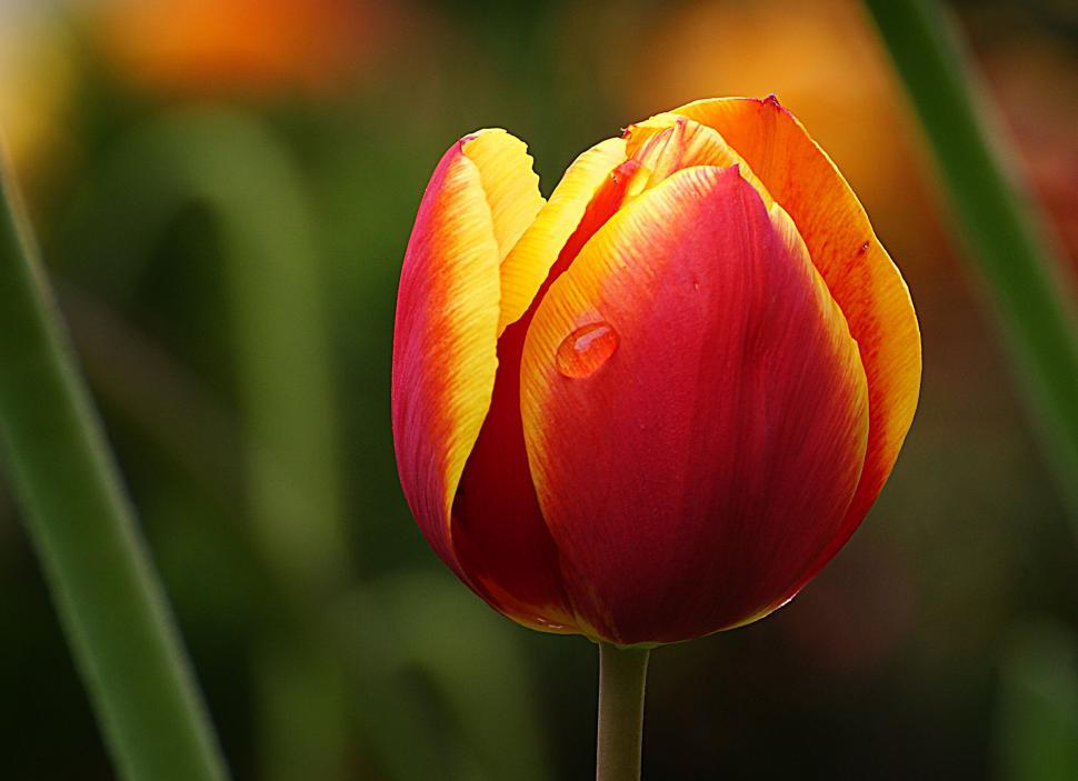Free Image of Vibrant tulip with water droplet close-up 