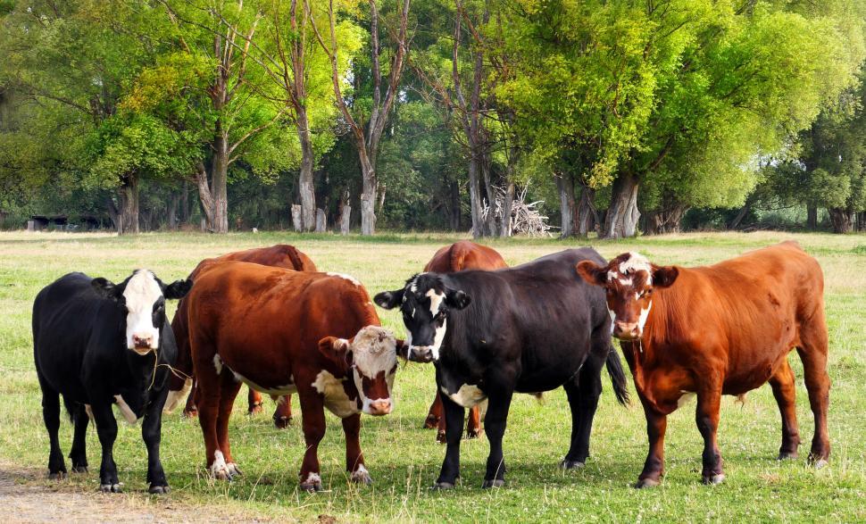 Free Image of Herd of cattle grazing in lush green field 