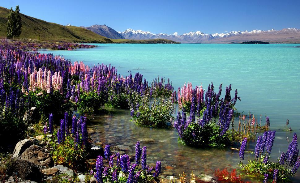 Free Image of Lake with colorful lupines in the foreground 
