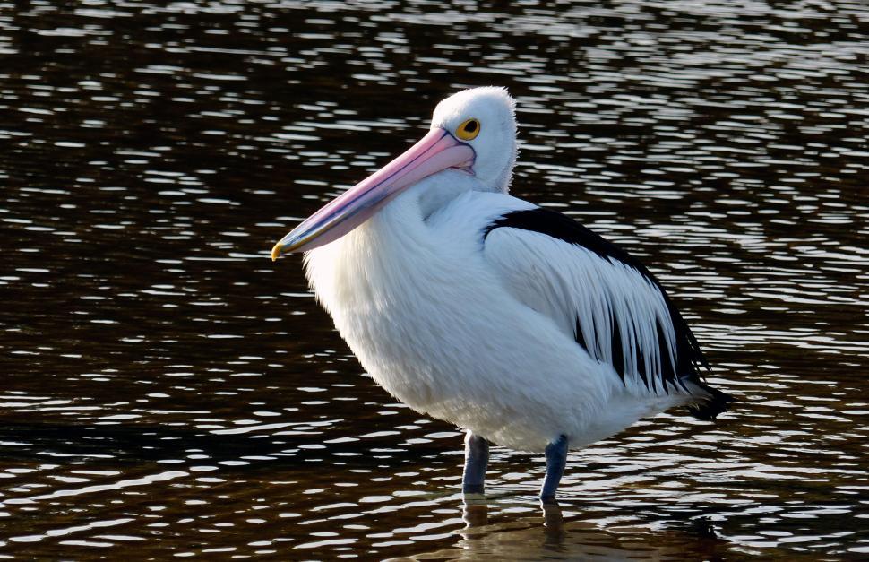 Free Image of Australian pelican standing by the water 
