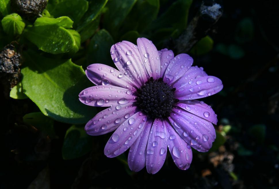 Free Image of Close-up of water droplets on purple flower 