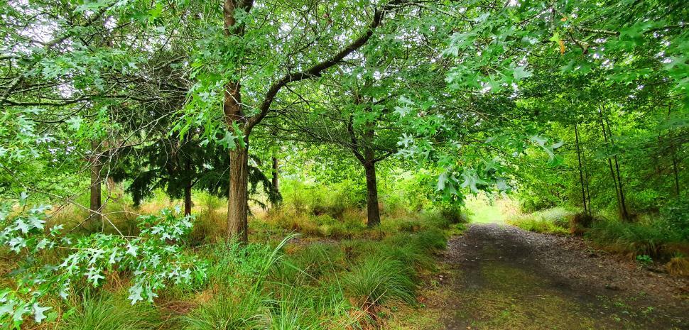 Free Image of Lush green pathway through dense forest 