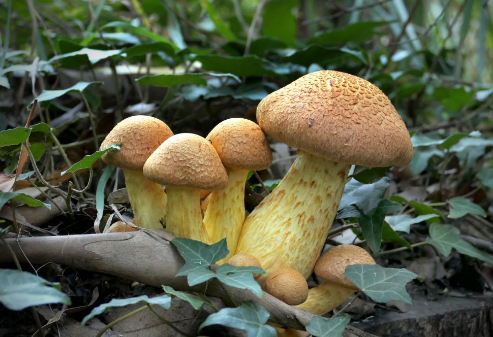 Free Image of Group of mushrooms in natural forest setting 