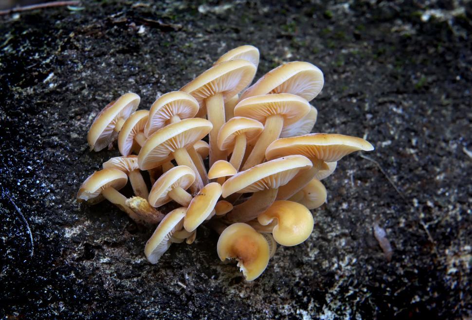 Free Image of Cluster of wild mushrooms growing on log 