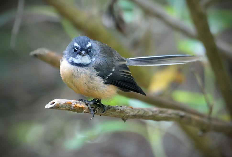 Free Image of Tufted Titmouse perched on a branch 