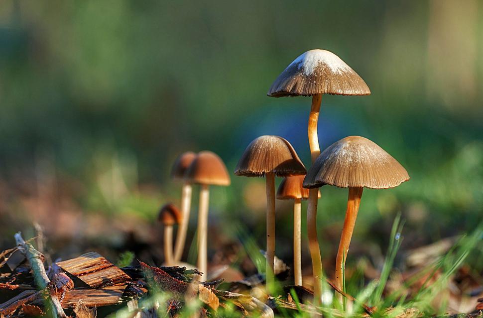 Free Image of Mushrooms growing in natural forest setting 