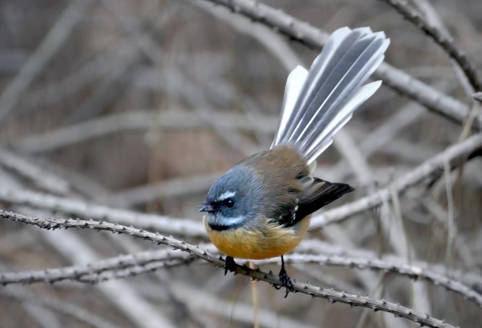 Free Image of Fantail bird perched on a branch 