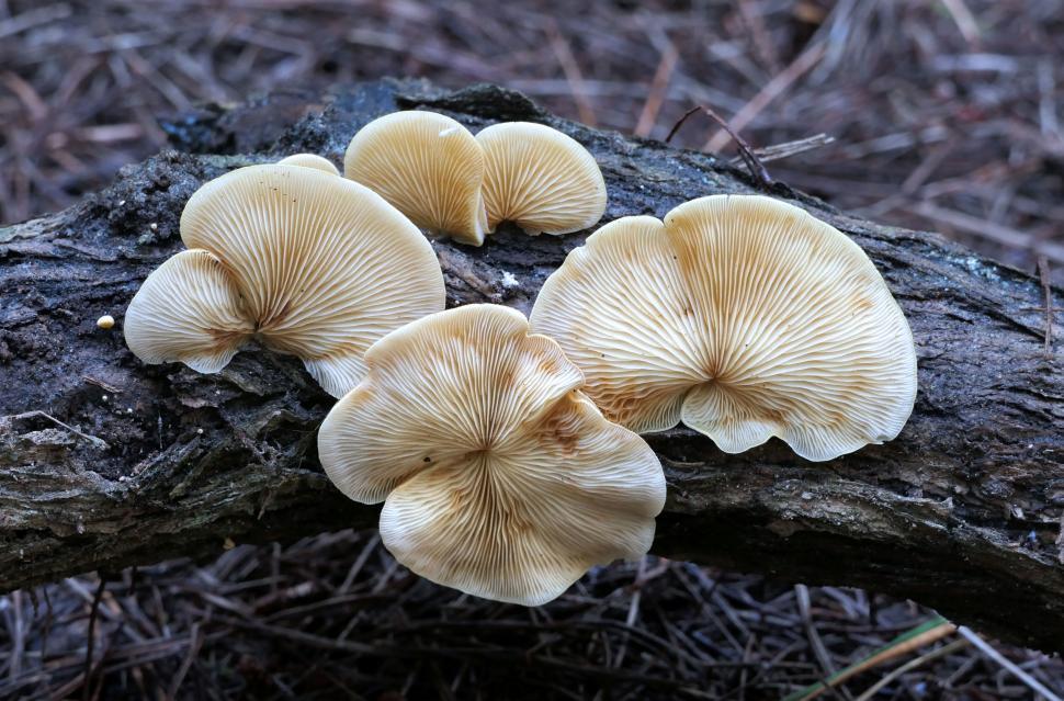Free Image of Cluster of mushrooms growing on a tree trunk 