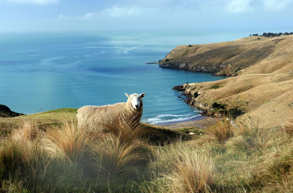 Free Image of Sheep grazing on coastal New Zealand landscape 