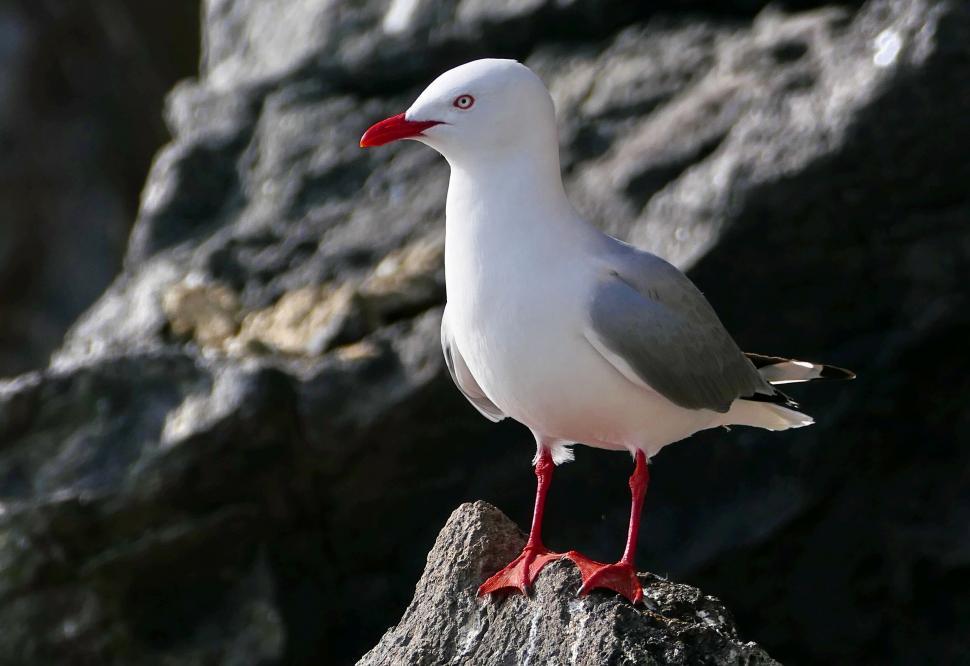 Free Image of Red-billed Seagull Standing on Rock 