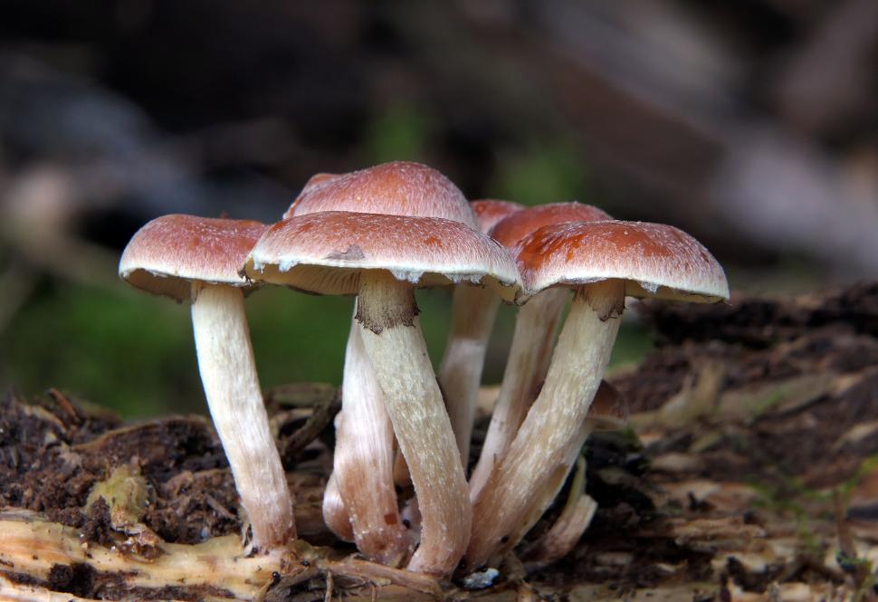 Free Image of Close-up of wild mushrooms in the forest 