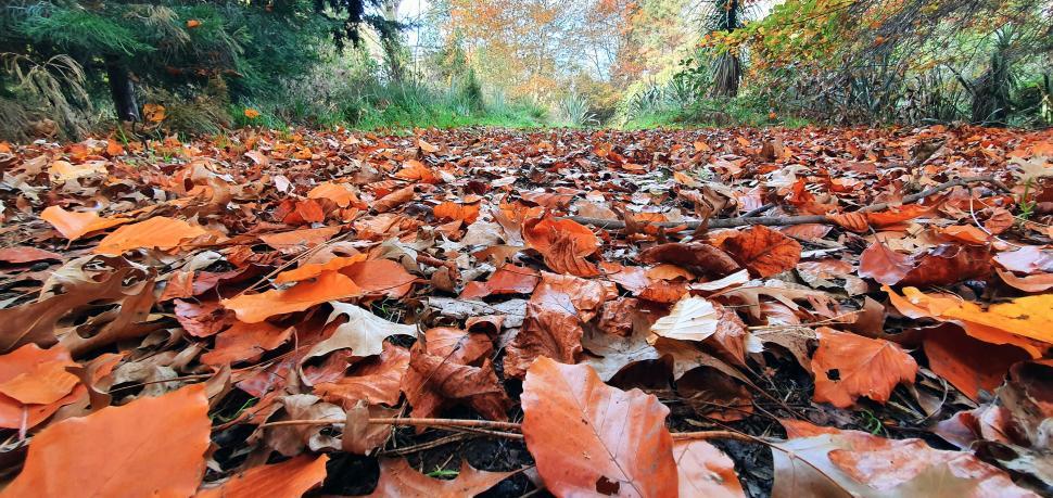 Free Image of Autumn leaves blanket on forest ground 