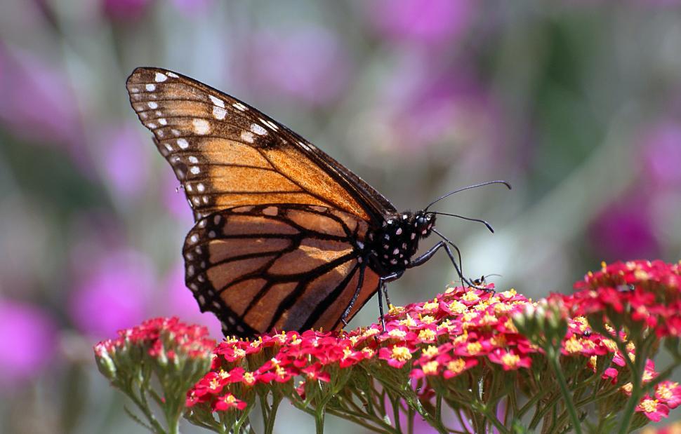 Free Image of Monarch butterfly on vibrant pink flowers 