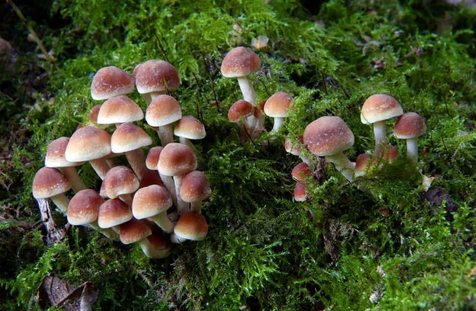 Free Image of Forest mushrooms growing on green moss 