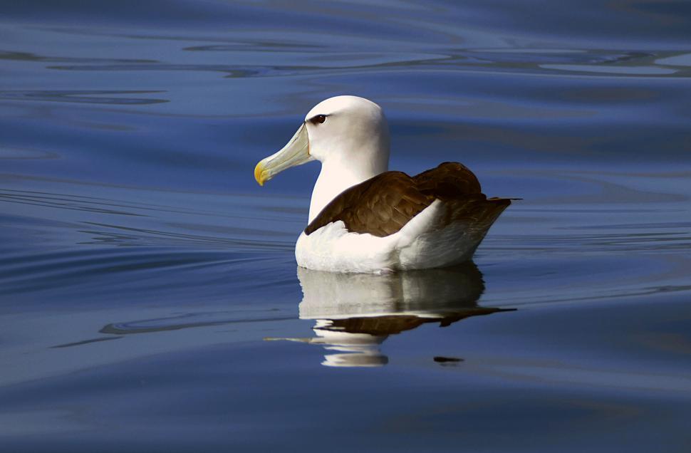 Free Image of Lone albatross on a calm blue ocean 