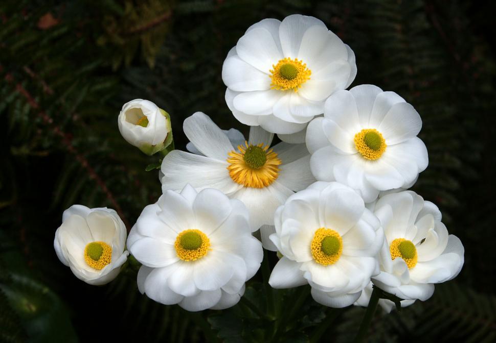 Free Image of Cluster of white blossoming flowers 