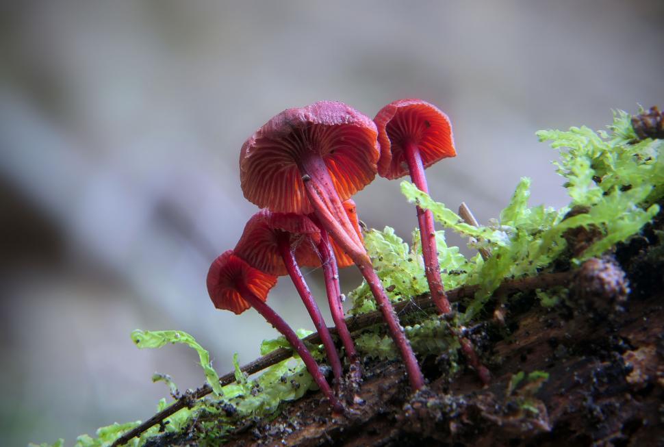 Free Image of Mystical deep red tiny mushrooms 