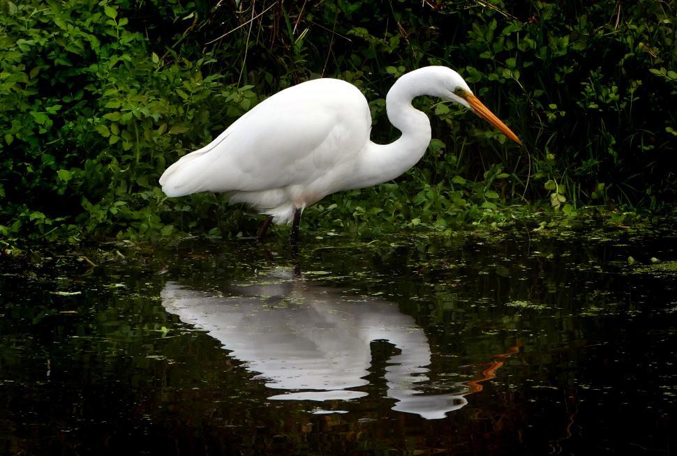 Free Image of Great Egret Hunting in the Water 