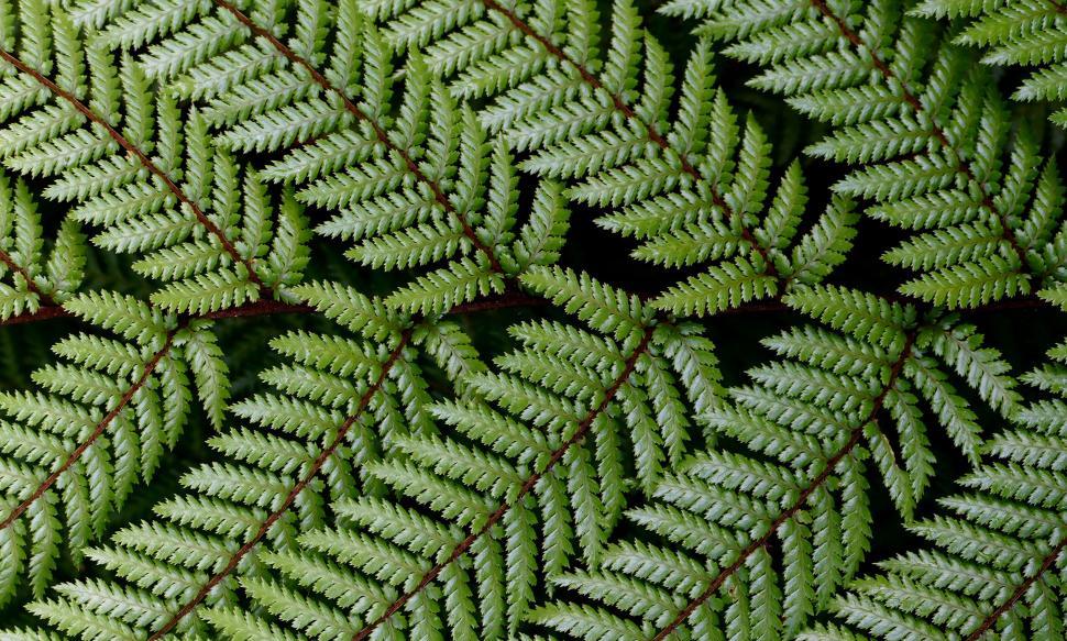 Free Image of Dense fern leaves pattern 