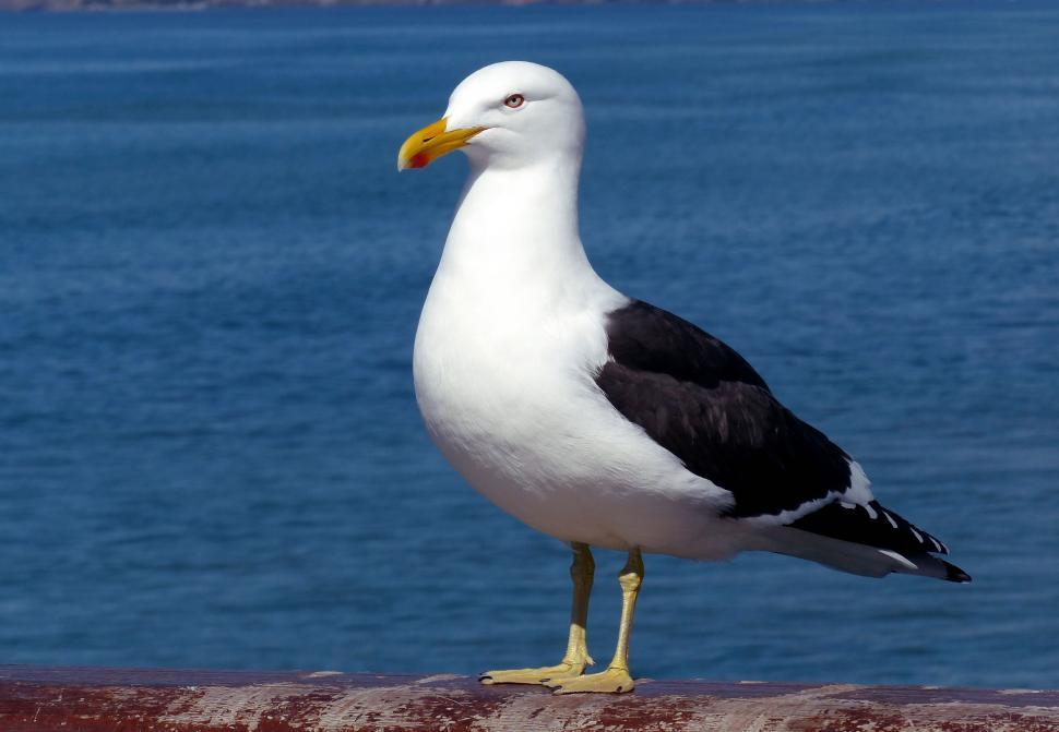 Free Image of Seagull perched on a metal railing 