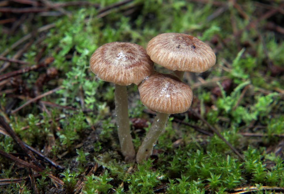 Free Image of Mushrooms growing in a lush forest moss 