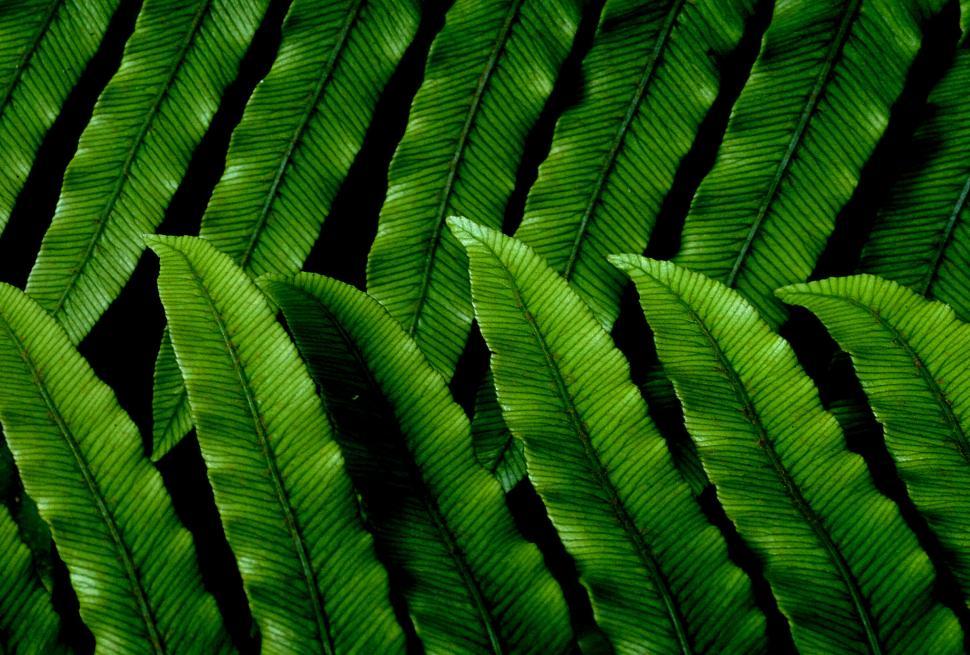 Free Image of Lush green fern leaves in a pattern close-up 