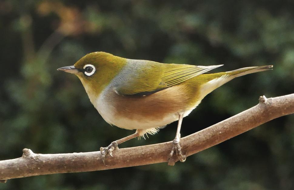 Free Image of Colorful silvereye bird perched on a branch 