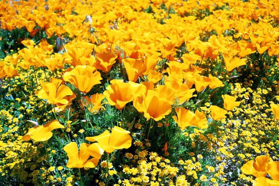 Free Image of Field of Yellow Flowers With Green Leaves 