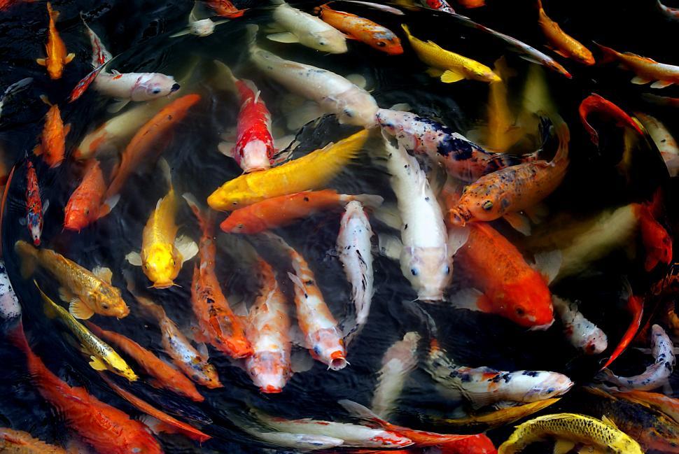 Free Image of Koi fish swimming in a pond 