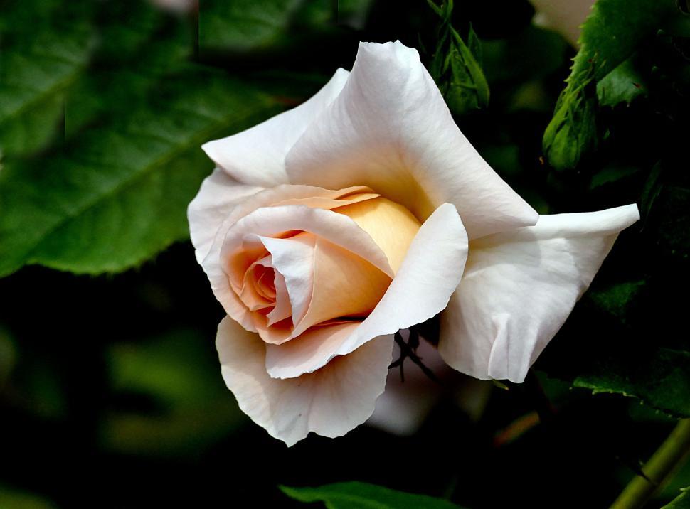 Free Image of Single white rose against dark background 