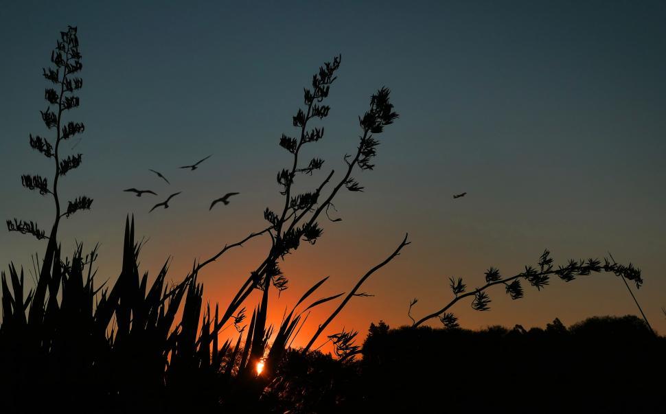 Free Image of Silhouetted plant at sunset with birds 