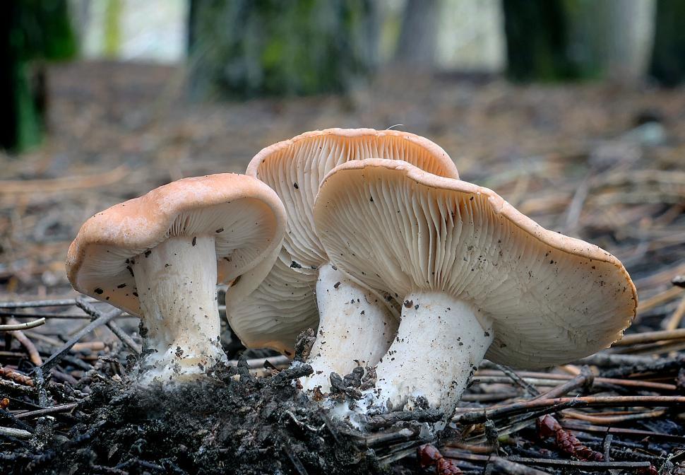 Free Image of Wild forest mushrooms in natural habitat 