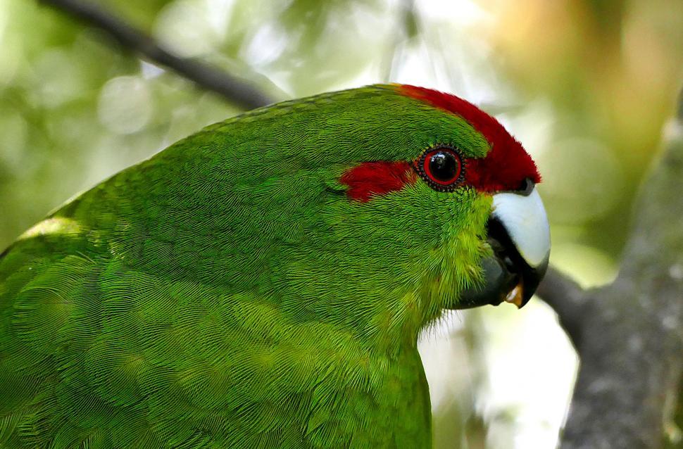Free Image of Green parrot close-up in natural habitat 