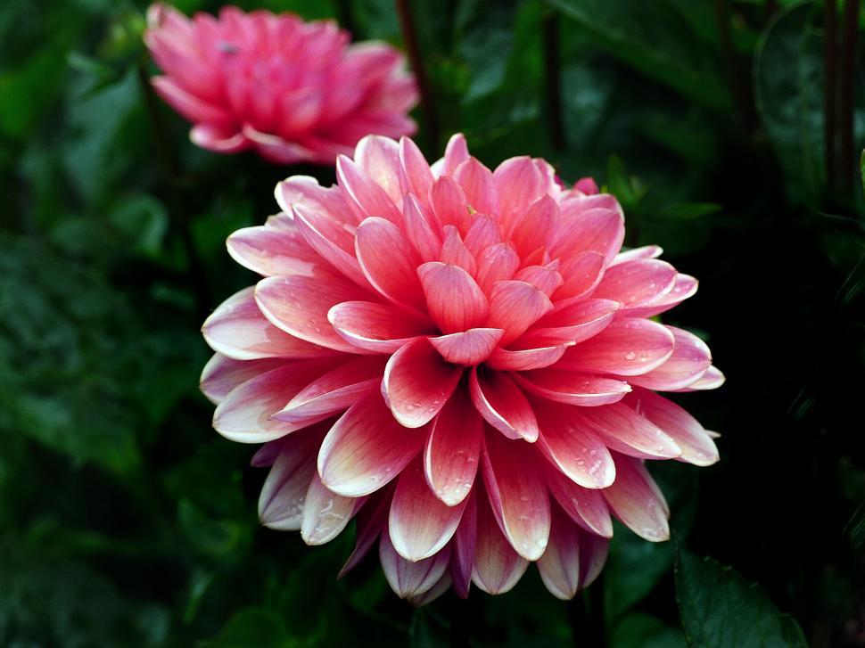 Free Image of Vibrant pink Dahlia flower close-up shot 