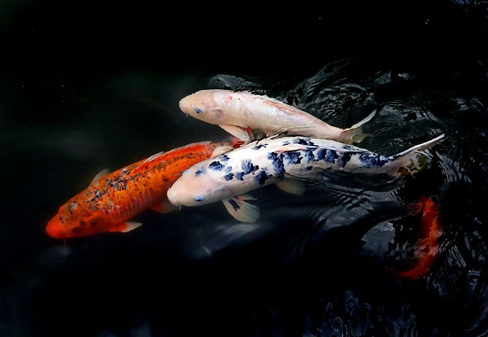 Free Image of Colorful Koi fish swimming in dark waters 