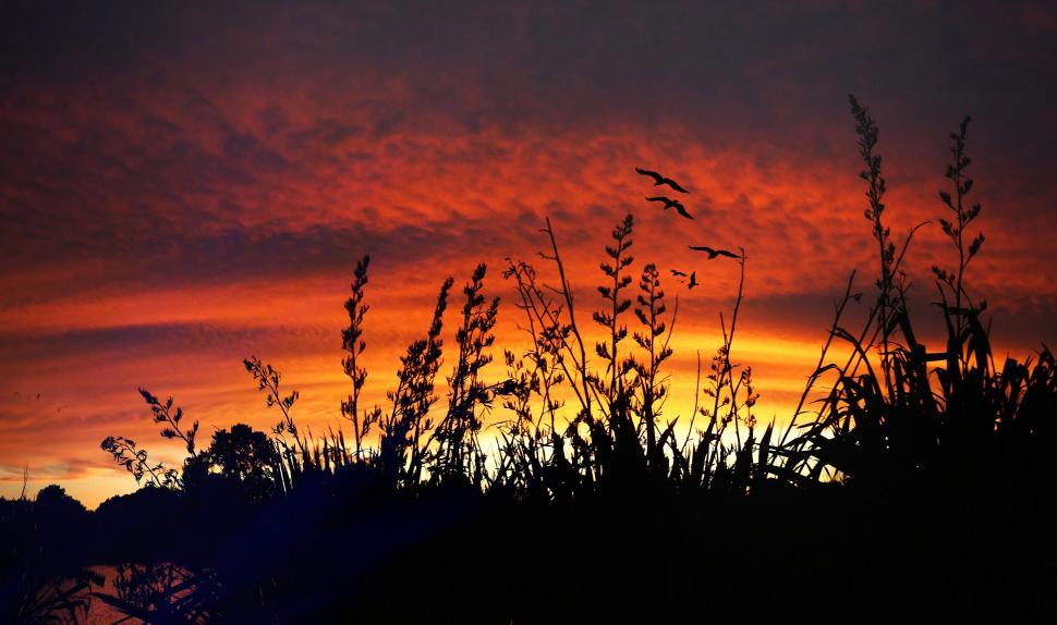 Free Image of Sunset silhouette of grass and birds 