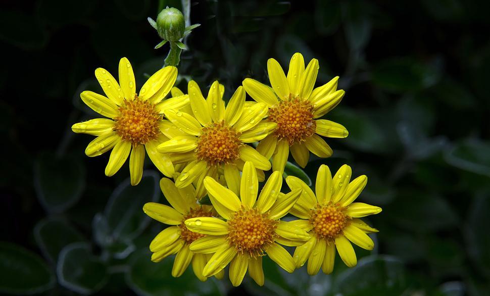Free Image of Cluster of Yellow Wildflowers 