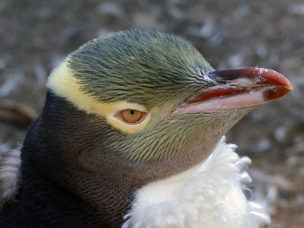Free Image of Yellow-eyed penguin close-up portrait 