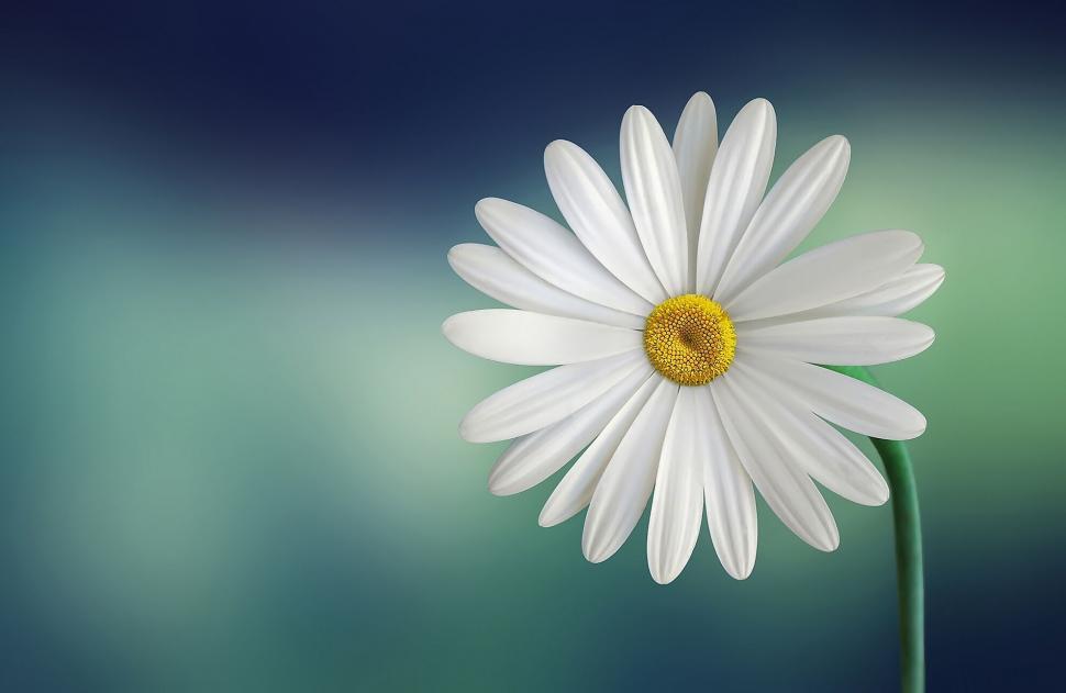Free Image of Single White Daisy on a Blue Gradient 