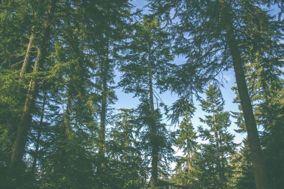 Free Image of Evergreen trees reaching for the sky 
