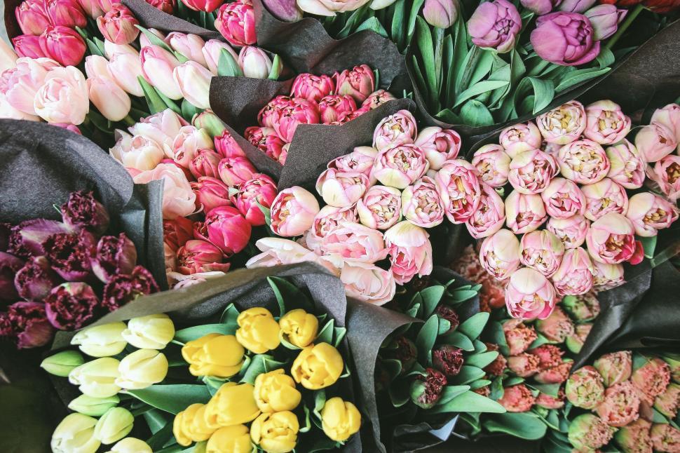 Free Image of Colorful assortment of fresh tulips 