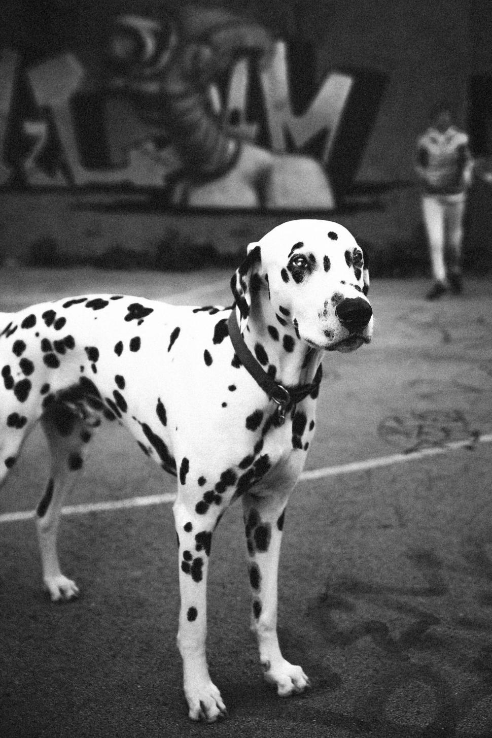 Free Image of Black and white photo of Dalmatian on street 