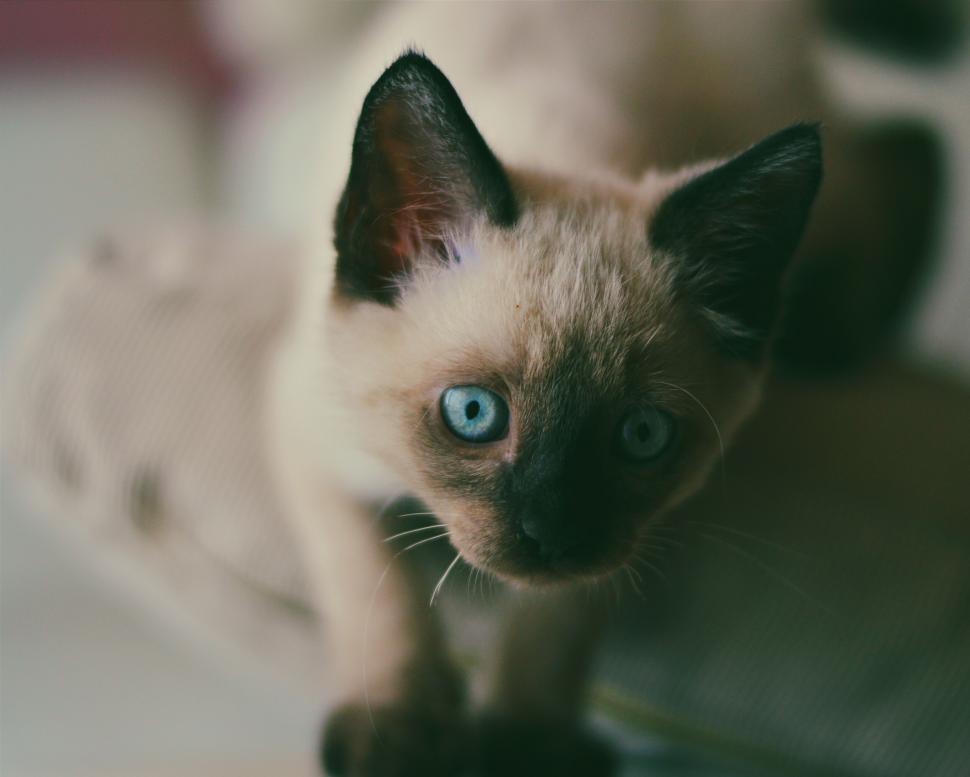 Free Image of Mystic Siamese kitten with striking blue eyes 
