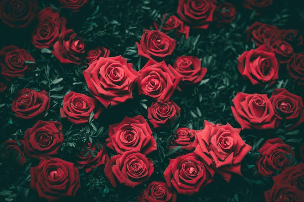 Free Image of Red roses spread against a dark background 