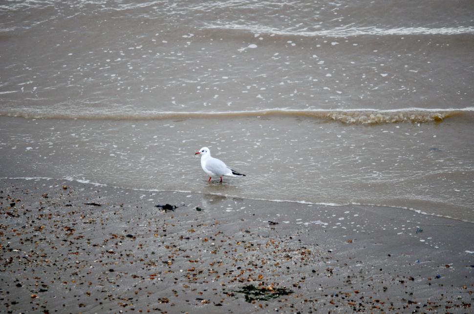 Free Image of Reculver seagull 